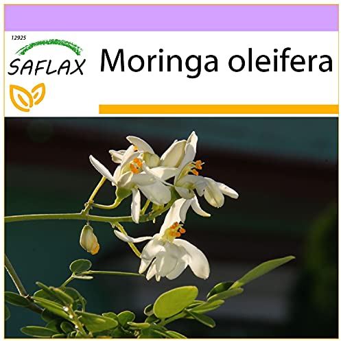 SAFLAX - Albero del rafano - 10 semi - Moringa oleifera