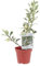 KENTIS - Pianta di Agrifoglio - Ilex Aquifolium Variegato - Pianta Vera da Esterno - Decorazione giardino terrazzo - Decorazione Natalizia - H 30/40 cm Vaso Ø 12 cm