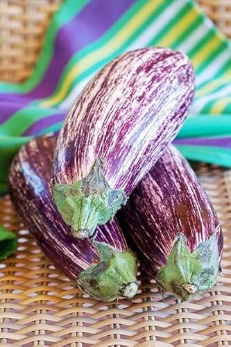 Sachet de graines de Aubergine Riado (Hybride F1) - 0,03 g - légume fruit - LES GRAINES BOCQUET