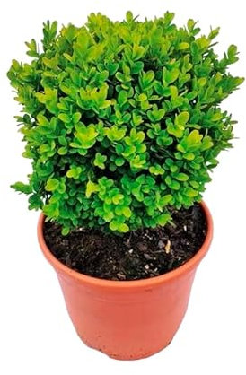 Verdecora Boj en maceta de Ø14cm | Buxus sempervirens 'Suffruticosa' | Arbusto de Exterior Compacto y Resistente | Ideal para Setos, Jardines y Borduras
