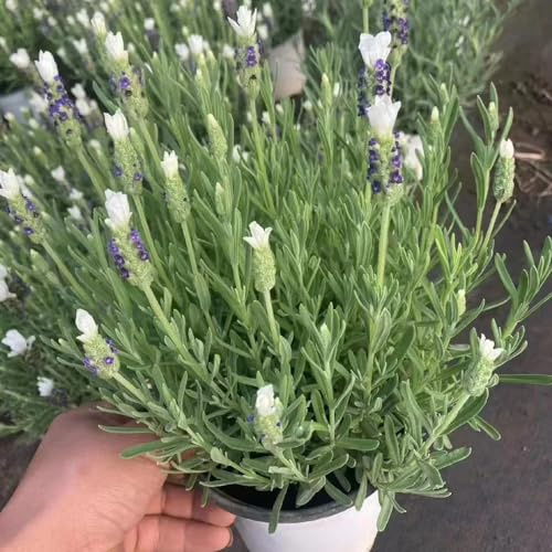 semi di lavanda semi di estate giardino decorazione giardino decorazione 750pcs