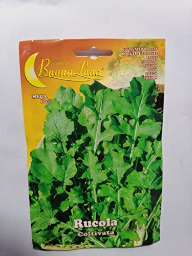 SEMI ORTO RUCOLA COLTIVATA