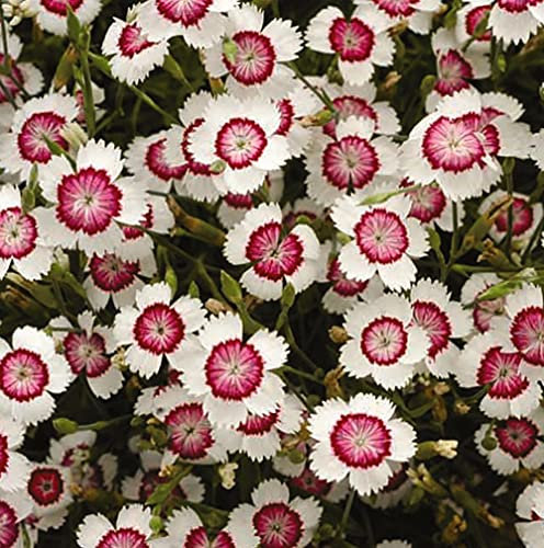 Dianthus deltoides 'Arctic Fire' Carnation Hardy Perennial Flowers Garden Plants Grow Your Own 1 x Seed Packet (80 Seeds) Dianthus deltoides 'Arctic Fire' by Thompson and Morgan