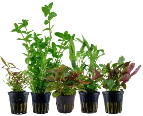 AquaOne Piante per acquario, 5 piante acquatiche, per principianti, piante d'acquario, Bacopa Hygrophila Ludwigia Limnophila Lobelia, set con 5 piante per acquario