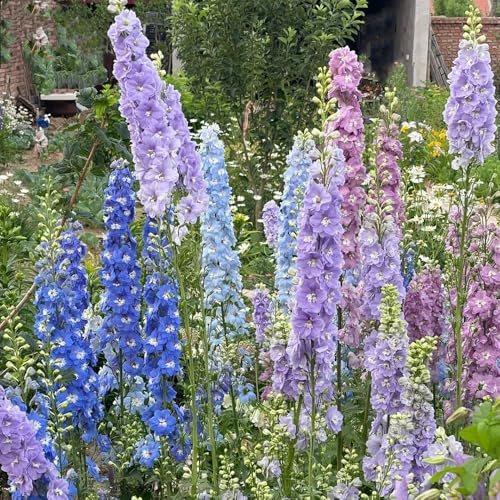 semillas de delphinium, delphinium de primavera, silvestres raras, decoración de sala de estar, decorativas resistentes para balcón macizo 300pcs