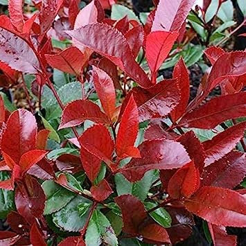 Photinia * Little Red Robin * 3.5 Pot * Evergreen + varietà più piccola:Seeds
