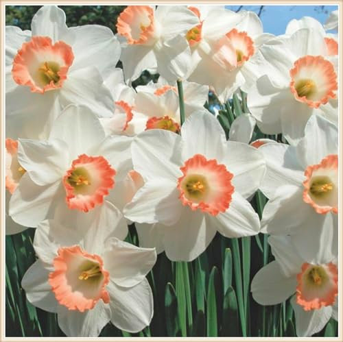 Narzissenzwiebel Winterhart MehrjäHrig-Narzissen Knollen Narzissen Zwiebeln Winterhart,Narzissenzwiebel,Schöner Staudengarten Zierpflanzen pflanzen-2zwiebeln-d