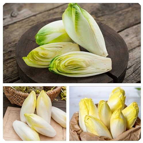 Semi di Cicoria indivia o Belga Witloof, fonte di vitamine A, C e del gruppo B è inoltre un'ottima fonte di acido folico (vitamina B9)