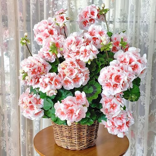 geraniensamen, gartendeko für draußen kübelpflanzen seltene rankpflanze gartenblumen mehrjährig bodendecker topfpflanzen hochbeet blumensamen balkongewächshäuser indoor gewächshaus 10pcs