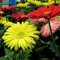 Gerbera hybrides Mix Graines de fleurs (Gerbera jamesonii) 40 + Graines