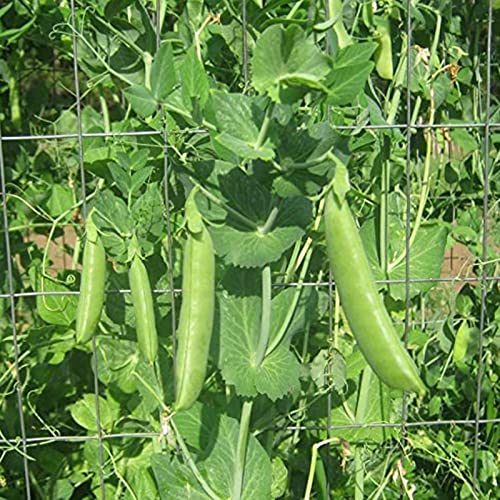 Saterkali Erbsensamen, 100 Stück/Beutel, Erbsensamen, nahrhafte, produktive grüne Pflanzen im Freien, Gemüsesämlinge für den Bauernhof Erbsensamen
