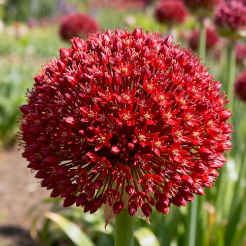 Allium, rizomi di Allium resistenti, rizomi perenni da giardino, piantagioni di Allium rari da giardino-15 rizomi-I