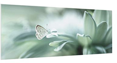 Bilderwelten Spritzschutz Glas Schmetterling & Tautropfen in Pastellgrün Panorama, 40x100 cm