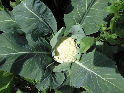 Shopvise coliflor Semillas (25 por paquete)
