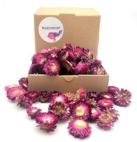 Getrocknete Blumen als Herbstdeko und zum Kranz Basteln - Strohblumen Trockenblumen in Lila Violett - Natürliche Streudeko - Herbst und Winter Tischdekoration
