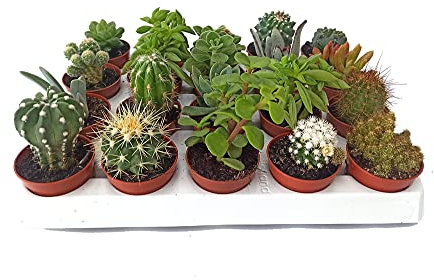 Cactus y Planta suculenta y Planta crasa (5 unidades) (maceta 5,5 cm ø)