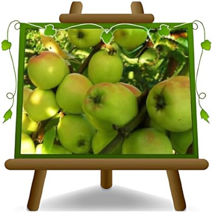 pommier Limoncella Plante fruitière vieux sur un pot de 20 - max 170 cm - 2 ans