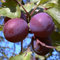 Pflaumenbaum, Graf Althans, Prunus domestica, Obstbaum winterhart, Pflaume blau violett, im Topf, 120 - 150