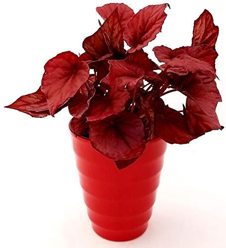 POWERS TO FLOWERS - BEGONIA REX INCA FLAME IN VASO CERAMICA ROSSA A CERCHI CONCENTRICI, pianta vera