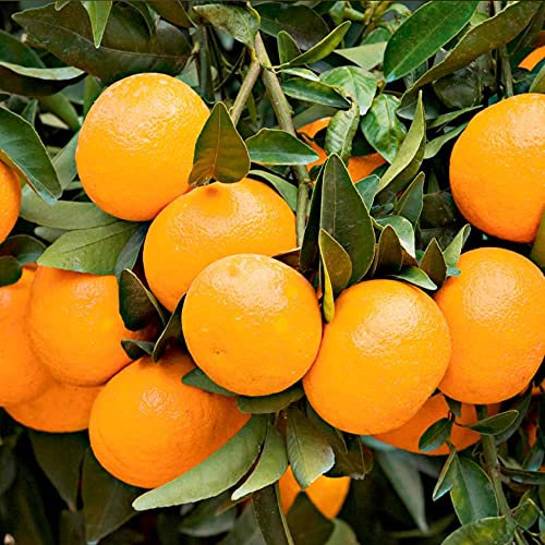 Citrus Tree Madarin, Citrus Fruit, Orange Fruits, Citrus reticulata Clemenules, Scented Flowers, Indoor/Outdoor, Supplied As 1 x 1-1.5m Tall Tree in A 5-Litre Nursery Pot by Suttons