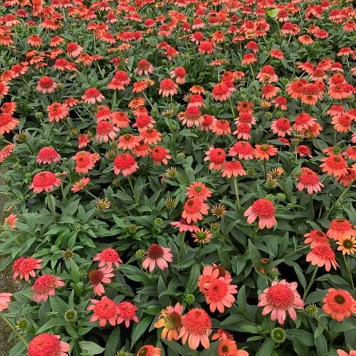 semi di echinacea, giardino resistenti da interno decorative, 500pcs