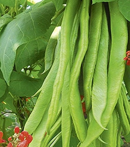 Feuerbohnen Prunkbohne Lady Di 100 g Züchtersamen