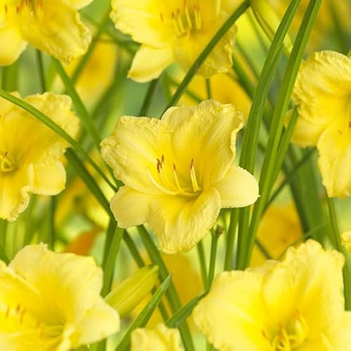 12 unidades o 1 m² Lirio de día 'Happy Returns' - Hemerocallis 'Happy Returns' Maceta 9x9 cm