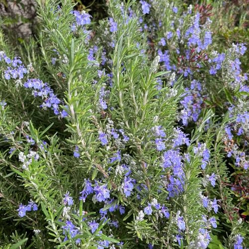 rosmarino semi di per balcone Salvia rosmarinus aromatiche, invernali Semi di aromatiche, resistenti in vaso Coltivare invernali varietà 100semi