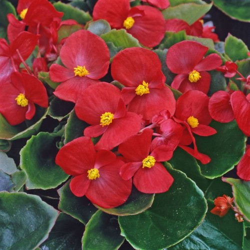 Just Seed - Flower - Begonia semerflorens - Heavens Red F1-100 Pelleted Seeds - Large Pack