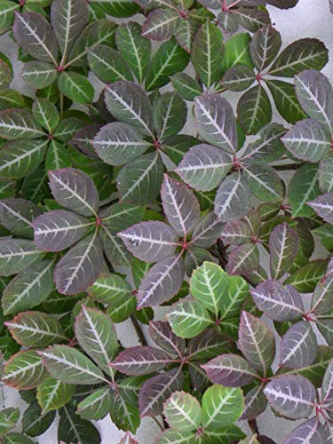 Clematite.net Vigne Vierge Henryana Godet - Plante Grimpante - Idéale pour Couvrir un Mur - Hauteur Adulte 5 à 8 m - Feuillage Décoratif - Plantes 100% Française