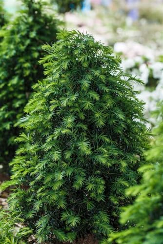 Taxus baccata 'Höpken's Gigant' 40-50 cm – Winterhart, Immergrün, Pflegeleicht – Eibe – Heckenpflanze für Garten & Sichtschutz