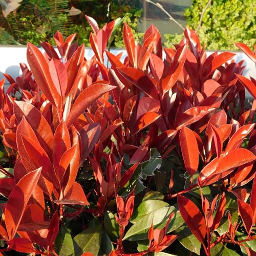 GreenboutiQ - Plantes de haie - Photinia fraseri Red Robin - feuillage rouge vert - 8 plantes - 1 mètre linéaire - persistant - pot 9cm hauteur 30-35cm