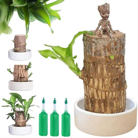 Brasilianischer Glücksbaum, Brasilianischer Baum, Brasilianisches Glücksholz 10cm Mit Meditationsfigur, Brasilianische Holz Hydroponikpflanze, Brazilian Lucky Bamboo Für Büro (e)
