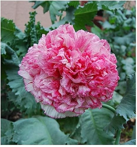 PAPAVERO A FIOR DI PEONIA ROSA ANTICO NR.50 SEMI