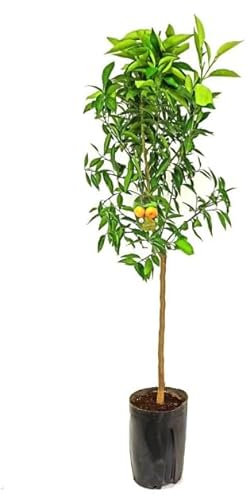 Árbol Frutal de Mandarino Natural Ideal para el Jardín o la Terraza