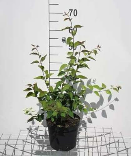 Syringa microphylla 'Superba' - Lilas De Chine, Lilas Superbe, 40-50 cm en pot