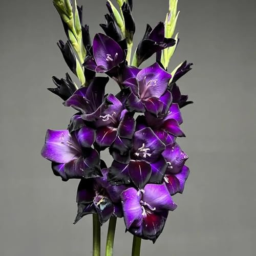 gladiolenzwiebeln winterhart mehrjährig - gartenblumen outdoor stauden für pralle sonne steingartenpflanzen 4pcs