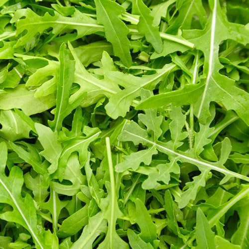 semi di rucola resistente - balcone, biologici, rare 500pcs
