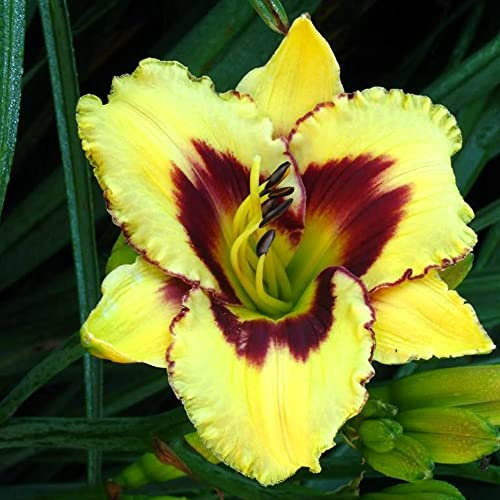 Daylily Hemerocallis bulbi bulbi di Hemerocallis resistente facile da sopravvivere