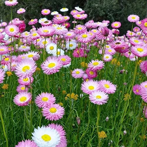 Welldales 50 Pastel Florists Daisy Seeds Mix Colourful Giant Display Attracts UK Insects