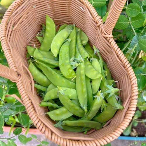 80 pcs Erbsensamen - Pisum sativum bio samen bio saatgut alte sorten Zuckererbsen Samen Bio sämereien gemüse, gemüse bonsai pflanzensamen gemüse gartengeschenke bio gemüse gartenpflanzen