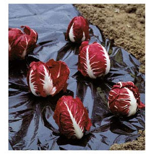 Plastico para huerta negro antimaleza, tela plantar hortalizas sin hierbas. Film de PE de acolchamiento para plantación de hortaliza 1.5x5m.