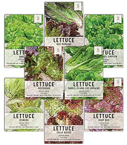Seed Needs Lettuce Seeds Variety Pack for Planting a Collection of 8 Individual Varieties - Packets Includes Romaine, Iceberg, Oakleaf, Lollo Rosso and More