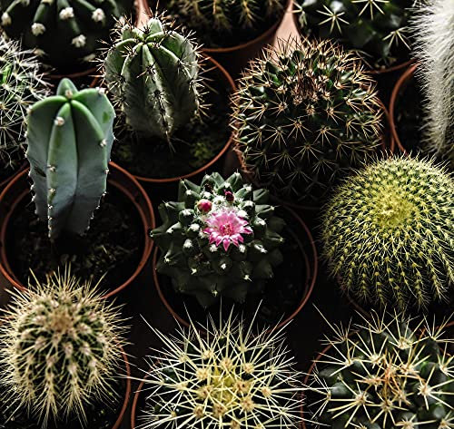 Juego de 5 cactus en maceta de 5,5 cm