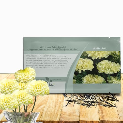 Outsidepride Nana Kilimanjaro White African Marigold Seeds for Planting - 500 Pcs Annual, Compact & Heat-Tolerant, Flower Seeds w/Creamy White 3-Inch Blooms, Ideal for Vibrant Pollinator Gardens