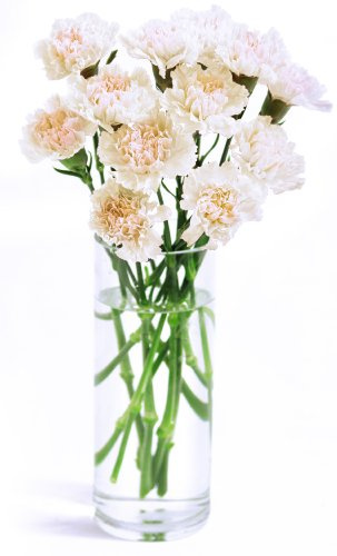 KaBloom PRIME NEXT DAY DELIVERY-Summer Collection- White Carnation Bouquet (12 Stems) - With Vase | Gift for Birthday, Sympathy, Anniversary, Get Well, Thank You, Valentine, Mother’s Day Flowers