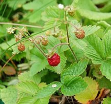 JustSeed - Wild Strawberry - Fragaria vesca - 400 Seed Large Packet