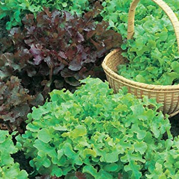 150+ graines de Salade Bowl laitue Verte Graines Bio Non - Ogm U.S.Grown Petite Graine
