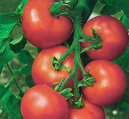 Viridis Hortus - 25 x Tomato Alicante Vegetable/Fruit Seeds
