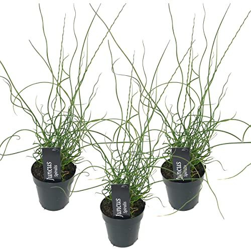 Bloomique - Lot de 3 - Juncus Spiralis - Jonc spiralé - Plantes de bassin - Plantes aquatiques - Rustique - Hauteur 20-30 cm - Pot 9 cm